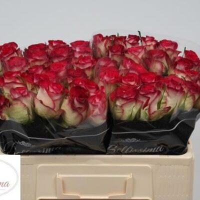 Одноголова троянда 'CARICE!'