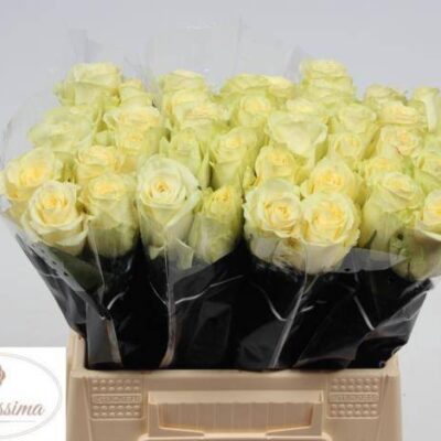 Одноголова троянда 'CREAM UNIQUE'