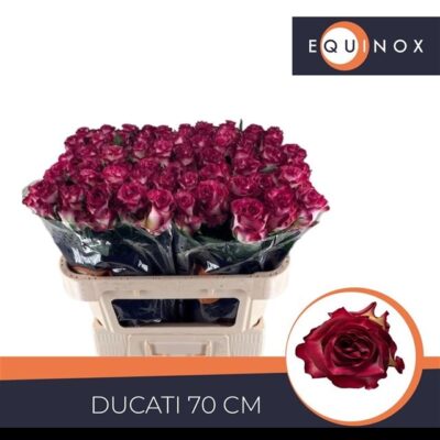 Одноголова троянда 'DUCATI'