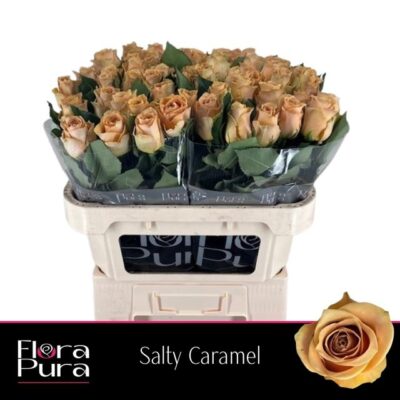 Одноголова троянда 'SALTY CARAMEL!'