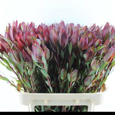 Леукадедрон 'SENORITA'