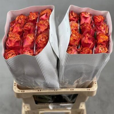 Одноголова троянда 'CARPE DIEM+'