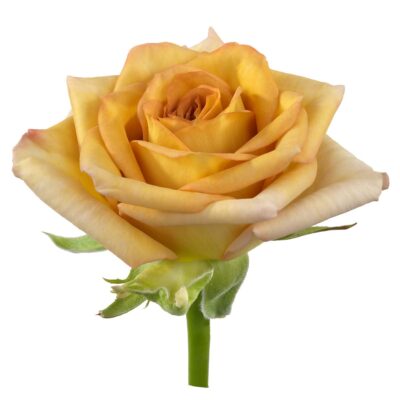 Одноголова троянда 'SPOILER!'