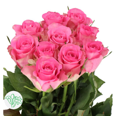 Одноголова троянда 'ROYAL JEWEL'