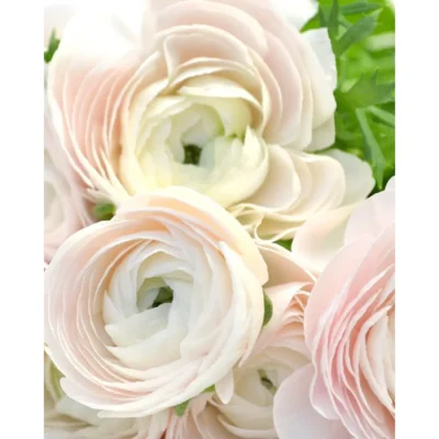 Ранункулюс 'Hanoi'