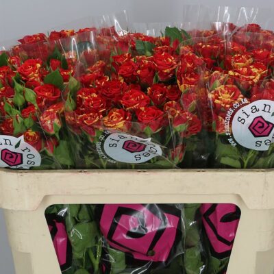 Кущова троянда 'Fire Flash'