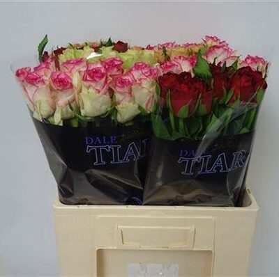 Одноголова троянда 'Gem In Fust'