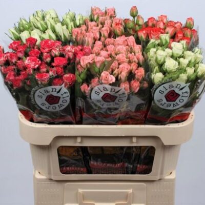 Кущова троянда 'Gem In Fust'