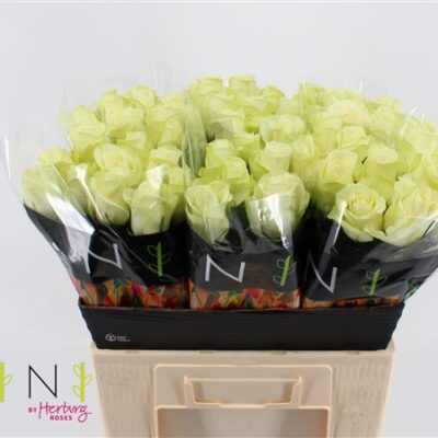 Одноголова троянда 'SNOWSTORM+'