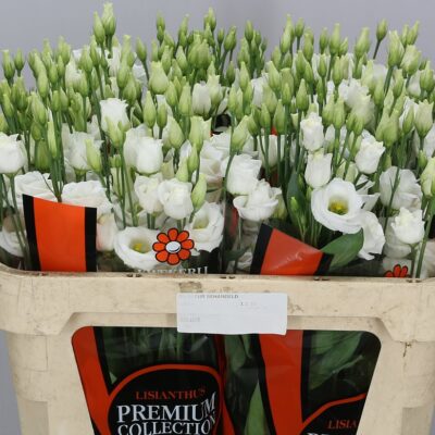 Еустома'Rosi White'