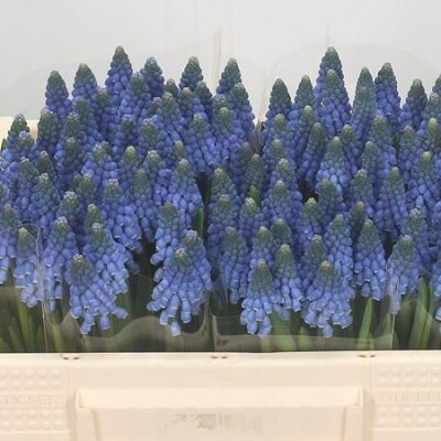 Мускарі 'Carola'