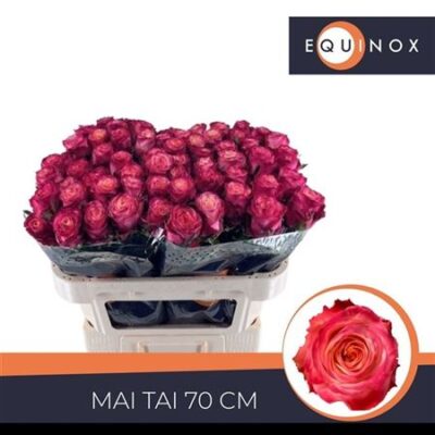 Одноголова троянда 'MAI TAI'