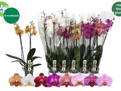 Орхідея 'Gem 8 Kl'