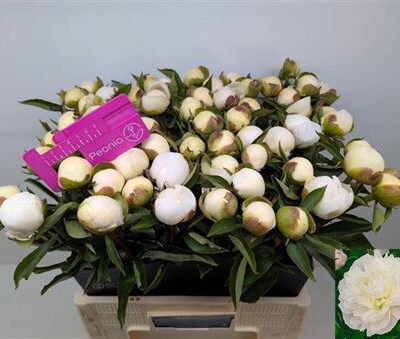 Піон 'Duches D Nemo'