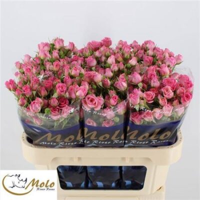 Кущова троянда 'Nathalie'