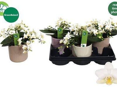 Орхідея мультифлора 'Nazare'