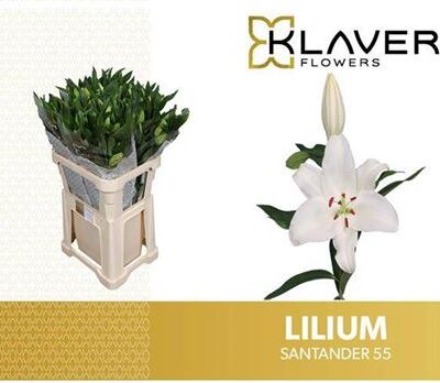 Лілія'Santander'