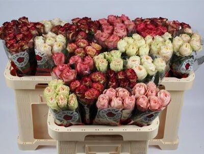 Одноголова троянда 'Gem In Fust'