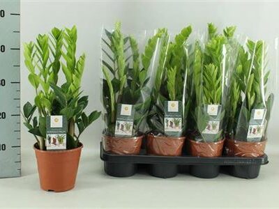 Заміокулькас 'Zamiifol'