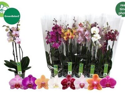 Орхідея 3-х стеблова 'Gem 8 Kl'