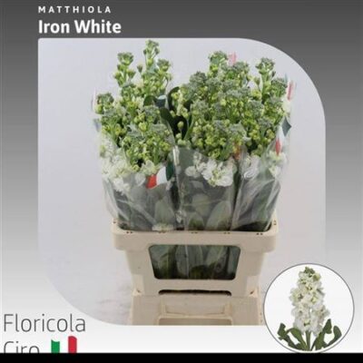 Матіола 'IRON WHITE'