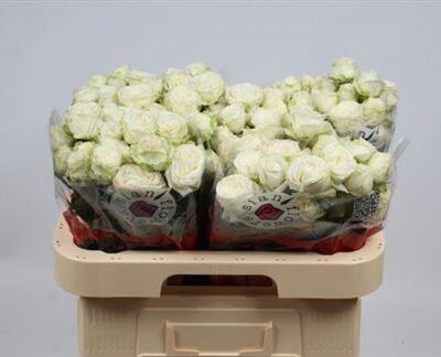 Кущова троянда 'Royal Park'