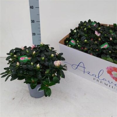 Рододендрон 'Gem 6 Srt'