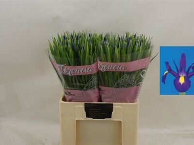 Ірис 'Blue Magic'