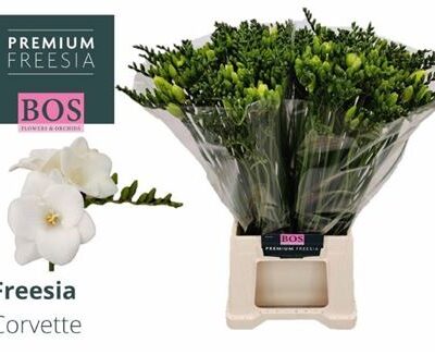 Фрезія 'Corvette'