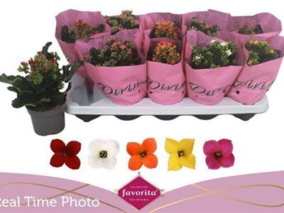 Каланхоє 'Gem 5kl'