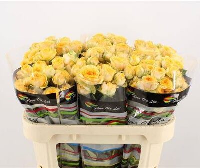 Кущова троянда 'LIMASOL'