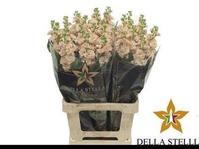 Матіола 'IRON APRICOT'