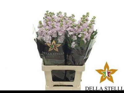 Матіола 'Iron Cherry'