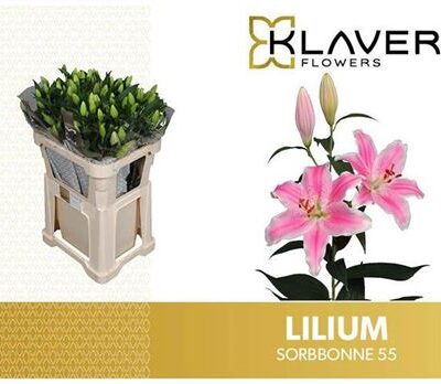 Лілія 'Sorbonne'