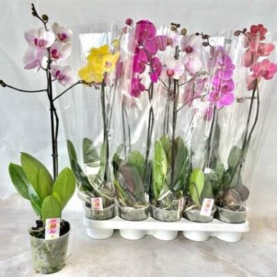 Орхідея 1-стеблова