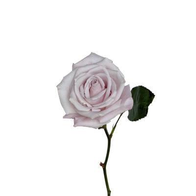 Еквадорська троянда 'Sweet Escimo'