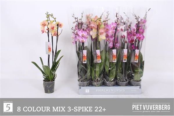 Орхідея 3-х стеблова '8 Kl'