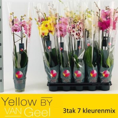 Орхідея 3-х стеблова '8 Kl'