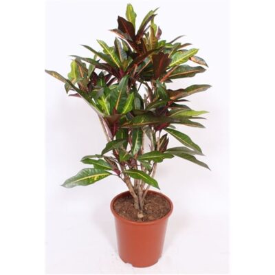 Кротон 'Excellent'