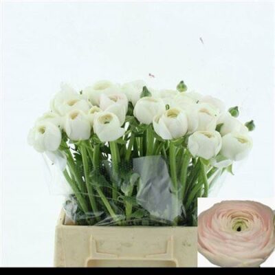 Ранункулюс 'Hanoi Xxl'