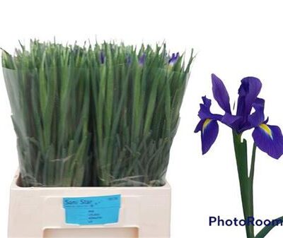 Ірис 'Blue Magic'