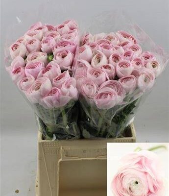 Ранункулюс 'Lady Xl'