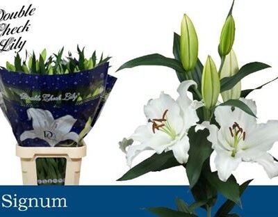Лілія 'Signum'