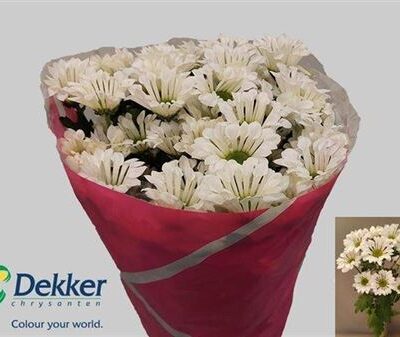 Хризантема 'Rocknroll'