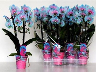 Орхідея 1-х стеблова 'Ov'