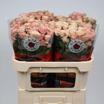 Кущова троянда 'LATOYA'