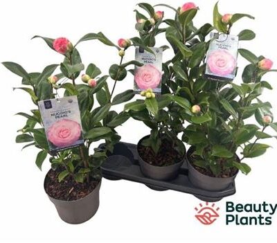 Камелія 'Miss Lyla'