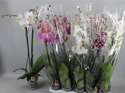 Орхідея 2-х стеблова '8 Kl'