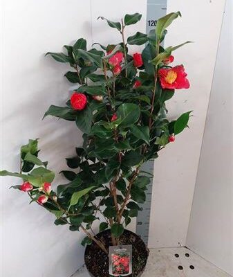 Камелія 'Dr King'