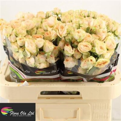 Кущова троянда 'Holly'